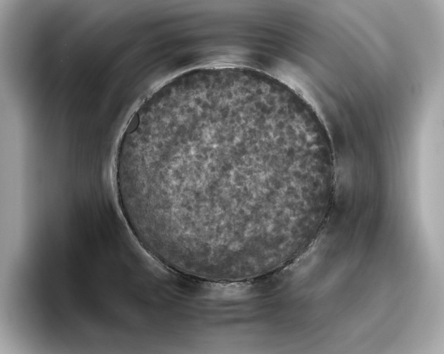 X0000096651429200802261310