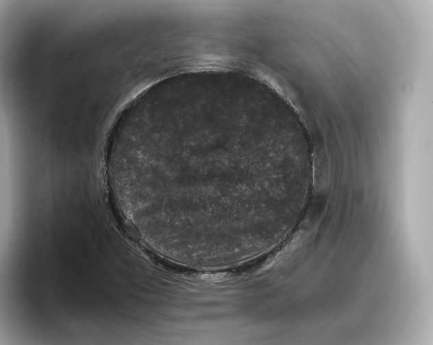 X0000096651453200802261310