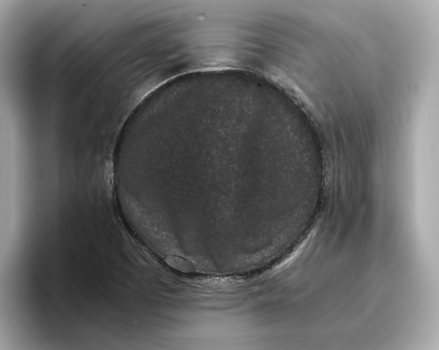 X0000096651457200802261310