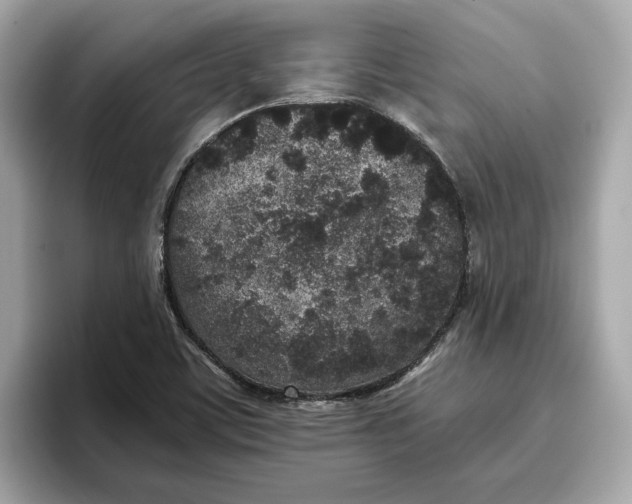 X0000096651459200802261310