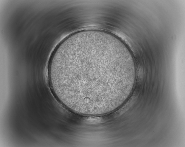 X0000096651466200802261310