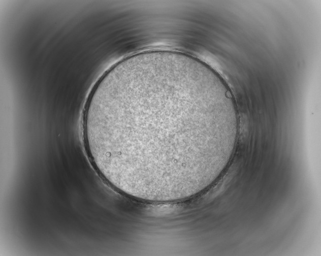 X0000096651474200802261309