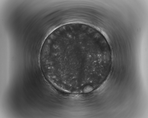 X0000096651529200802261309