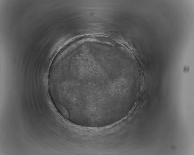 X0000096650002200803041159