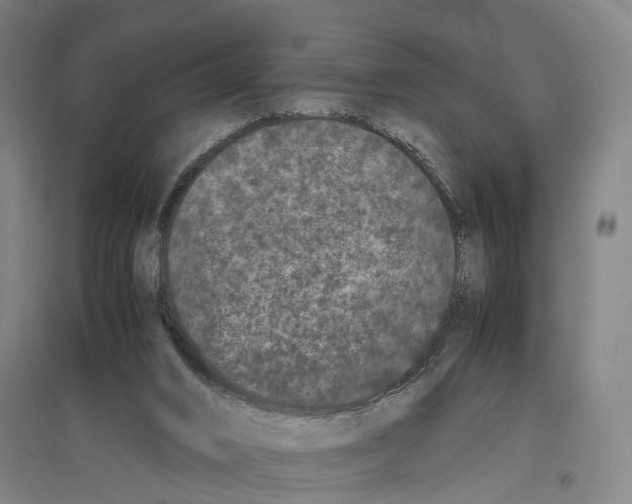 X0000096650016200803041159