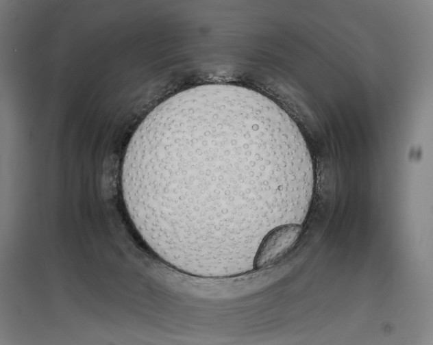 X0000096650030200803041159