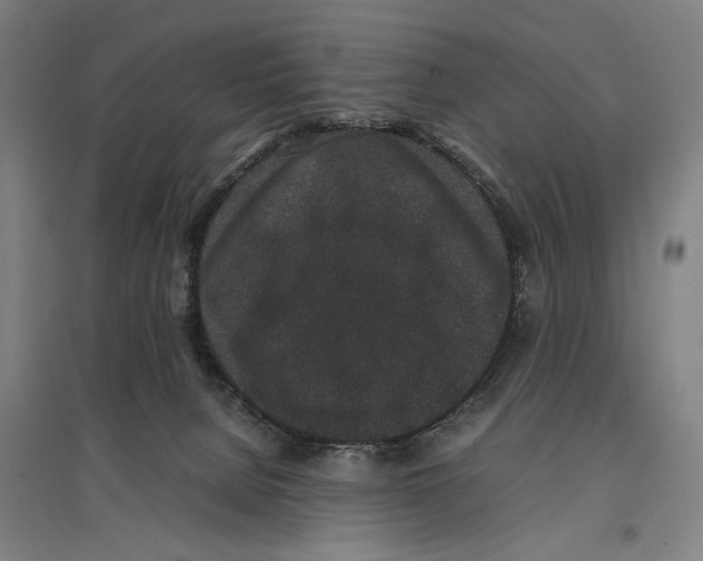 X0000096650080200803041159