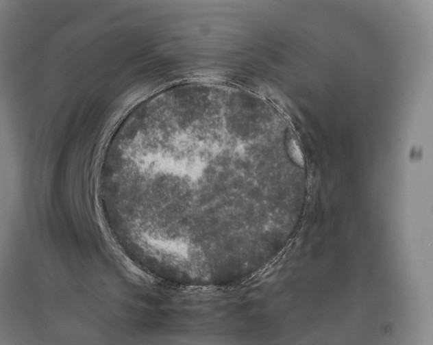 X0000096650145200803041157