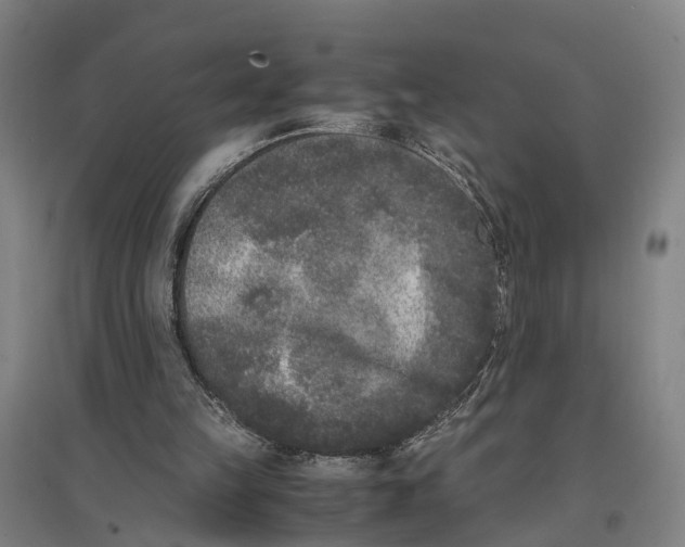 X0000096650149200803041157