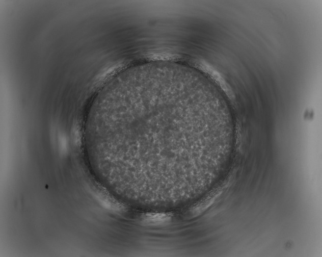 X0000096650161200803041157