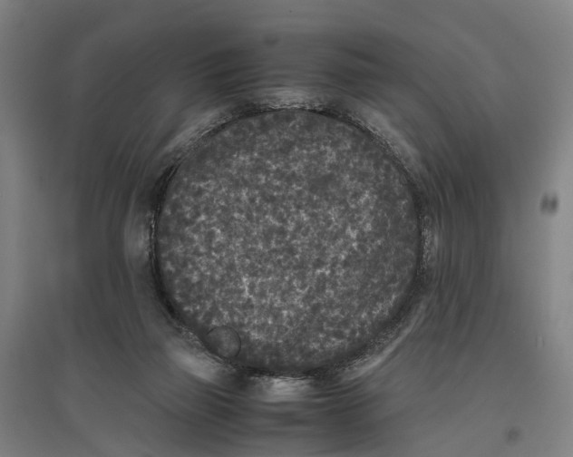 X0000096650165200803041157