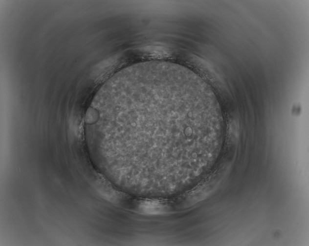 X0000096650177200803041157