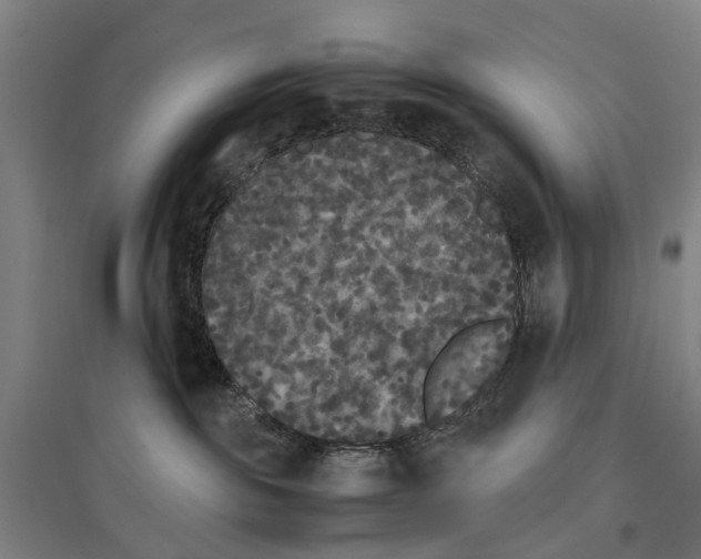 X0000096650189200803041157