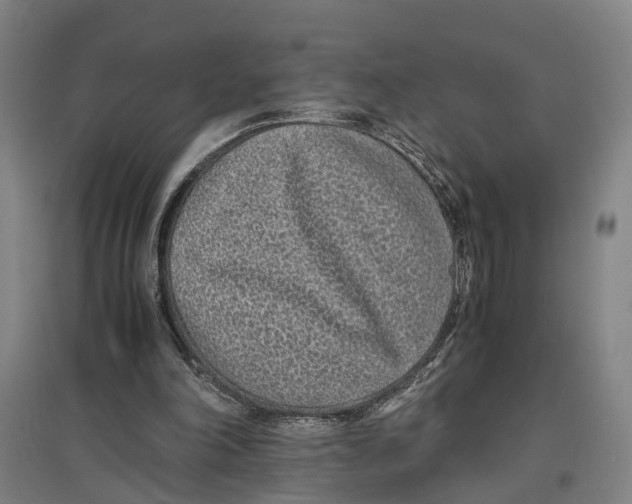 X0000096650198200803041157