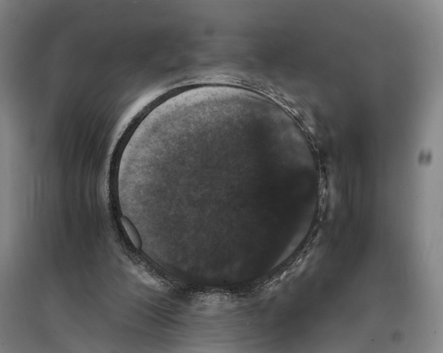 X0000096650200200803041157