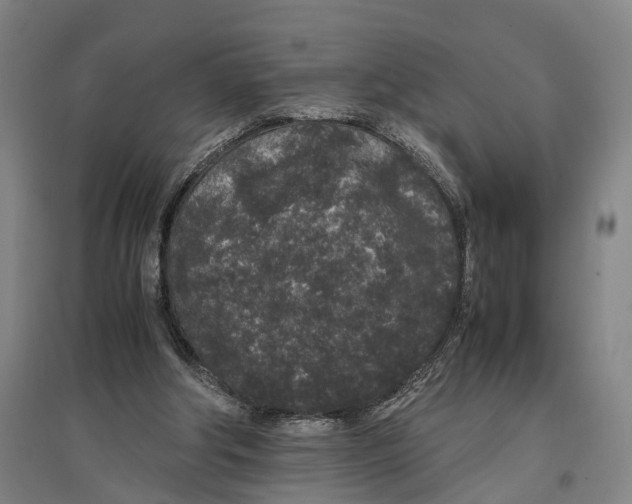 X0000096650202200803041157