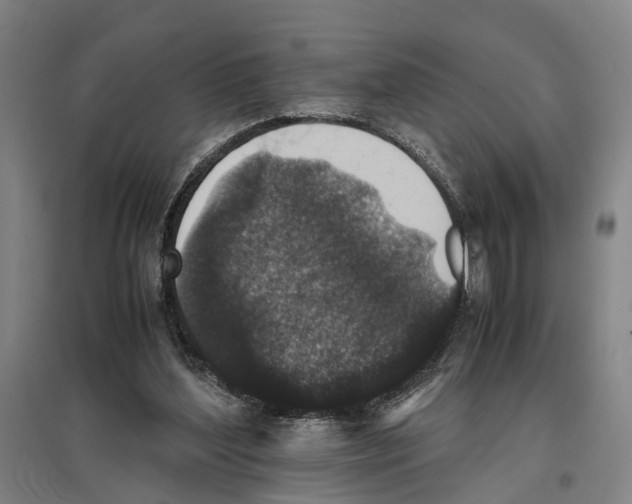 X0000096650204200803041157