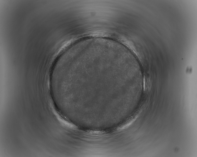 X0000096650205200803041157