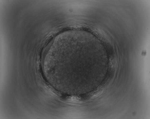 X0000096650223200803041156