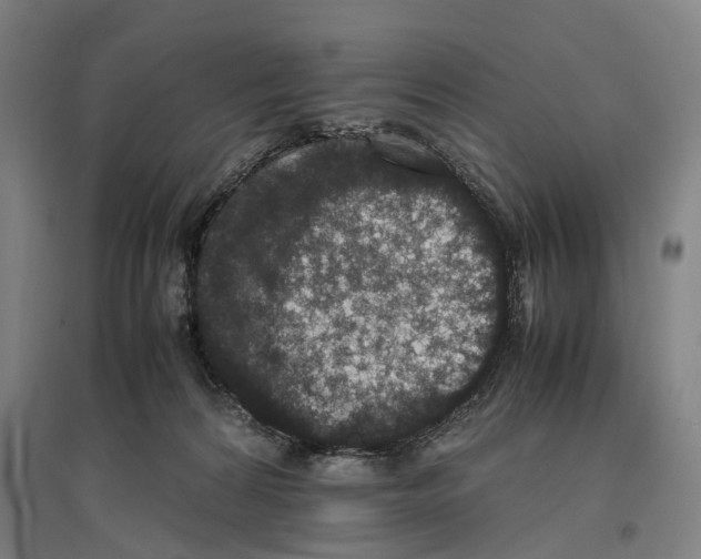 X0000096650224200803041156