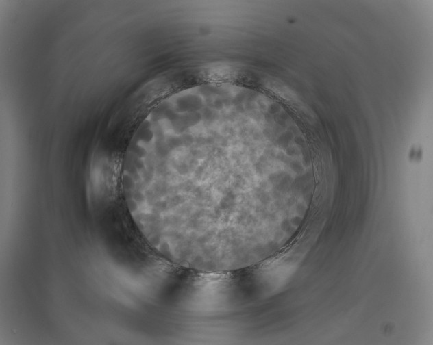 X0000096650240200803041156