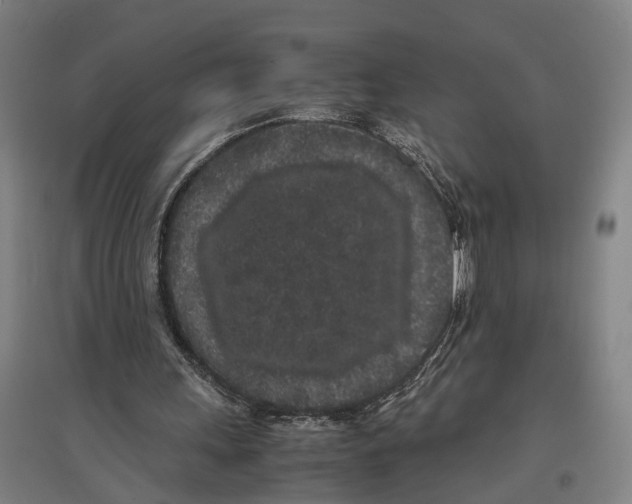 X0000096650243200803041155