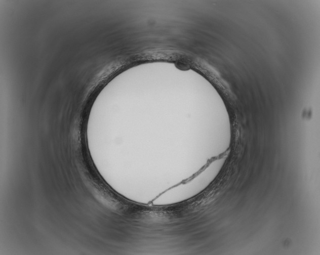 X0000096650250200803041155