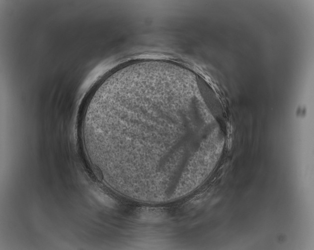 X0000096650296200803041155