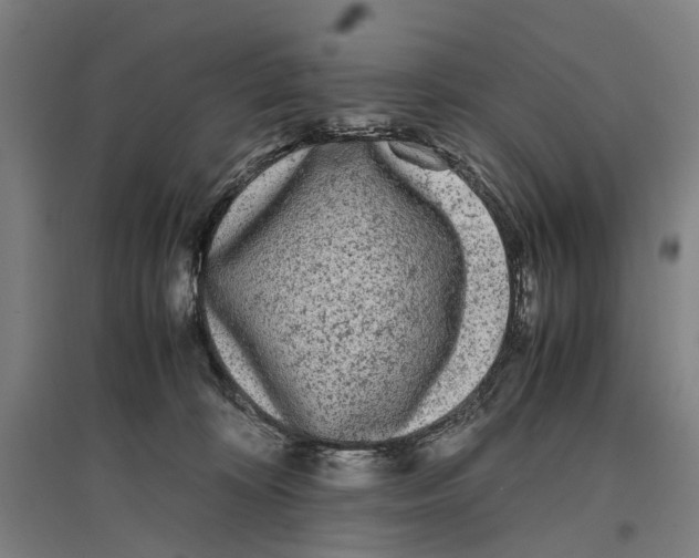 X0000096650324200803041155