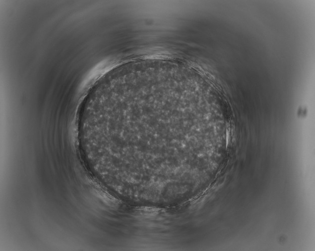 X0000096650339200803041154