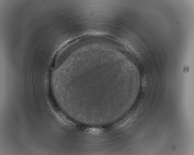 X0000096650352200803041154