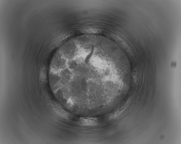 X0000096650359200803041154