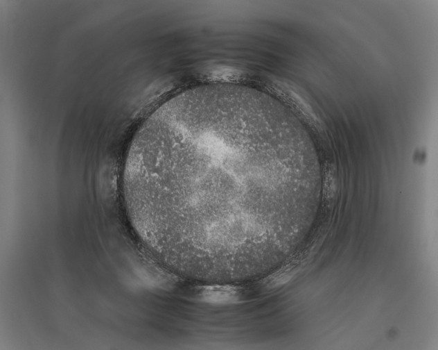 X0000096650363200803041154