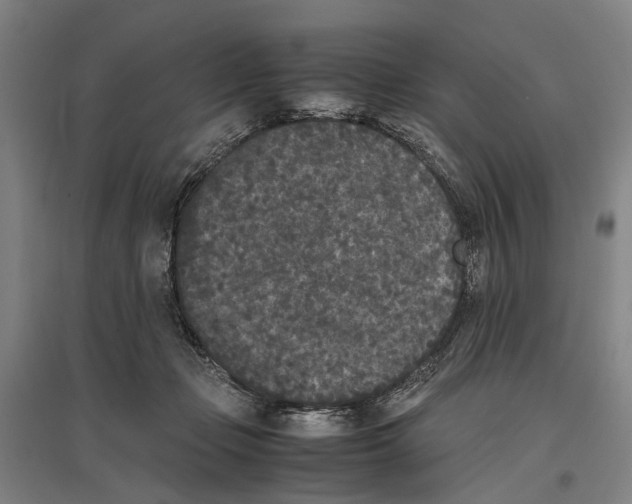 X0000096650365200803041154