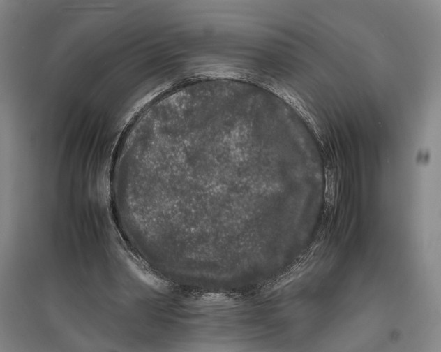 X0000096650390200803041154