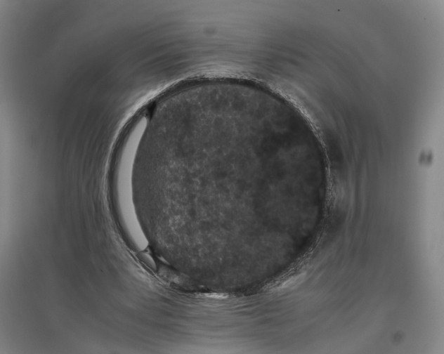 X0000096650391200803041154