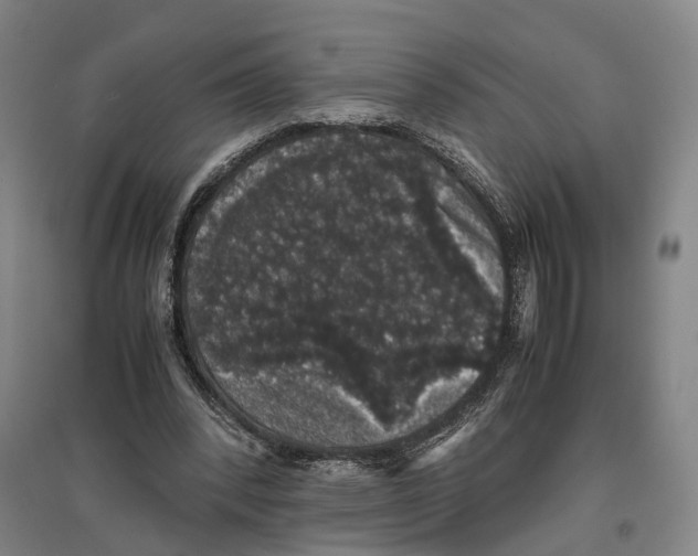 X0000096650392200803041154