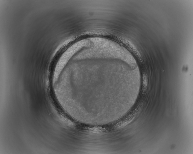 X0000096650396200803041154