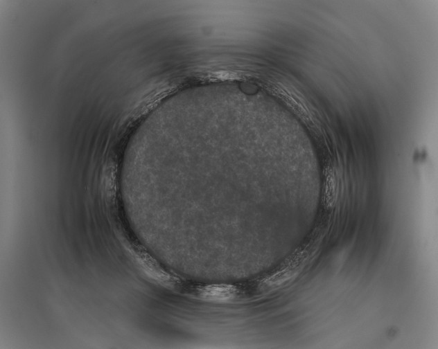 X0000096650410200803041153