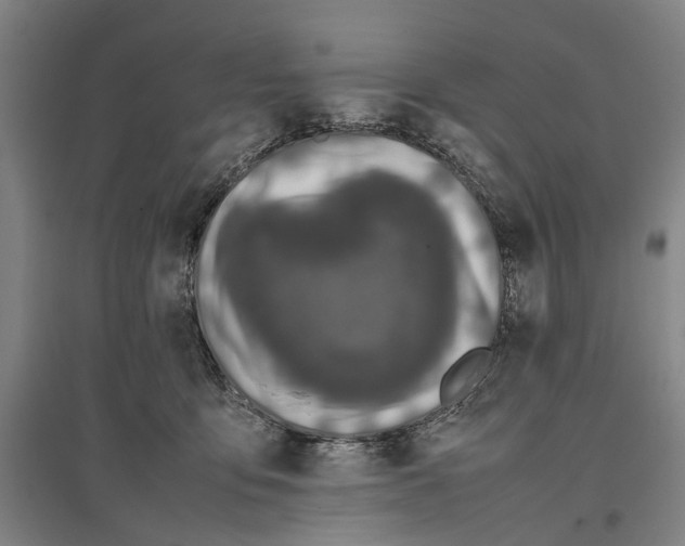 X0000096650419200803041153