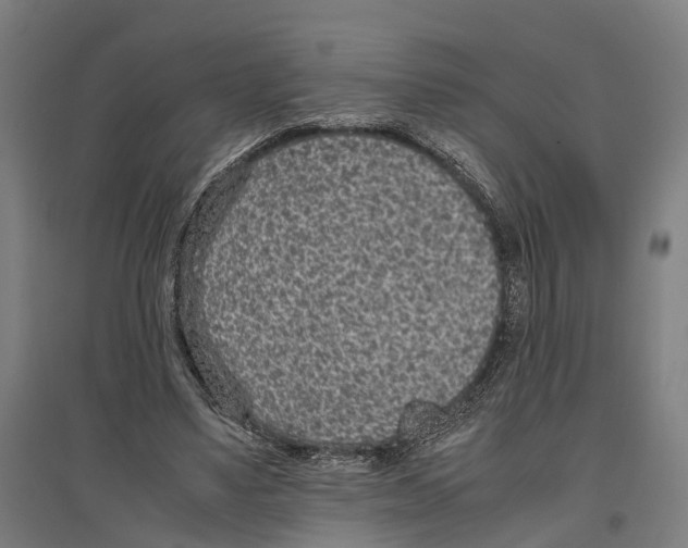 X0000096650491200803041152