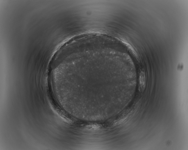 X0000096650492200803041152