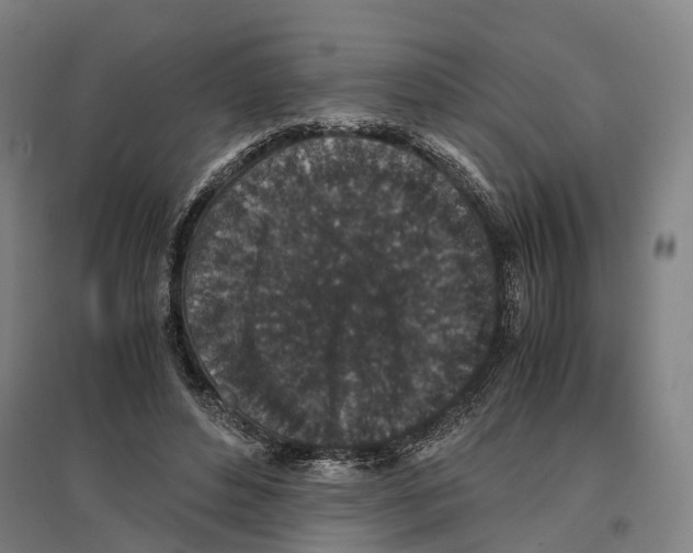 X0000096650496200803041152