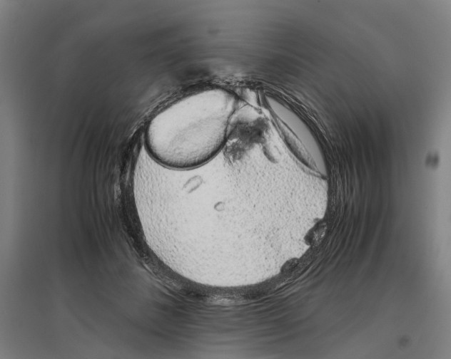 X0000096650508200803041152