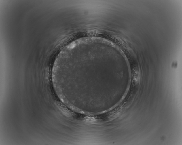 X0000096650519200803041152