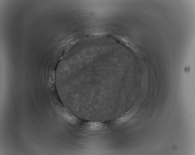 X0000096650528200803041152