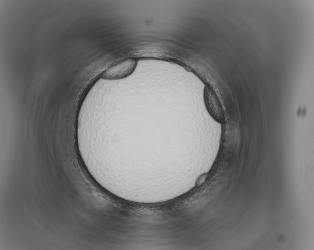 X0000096650529200803041151