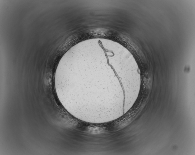 X0000096650561200803041152