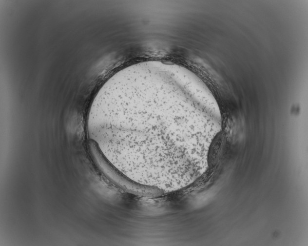 X0000096650568200803041152