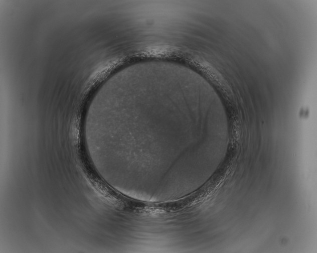 X0000096650640200803041150